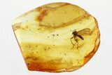 Detailed Fossil Fungus Gnat (Mycetophilidae) In Baltic Amber #346664-1
